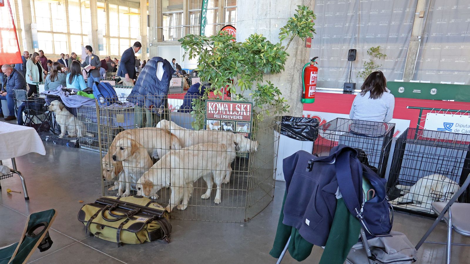 Imágenes de la 49ª edición de la Exposición Nacional Canina y la 25ª edición de la Exposición Internacional Canina en IFECA Jerez