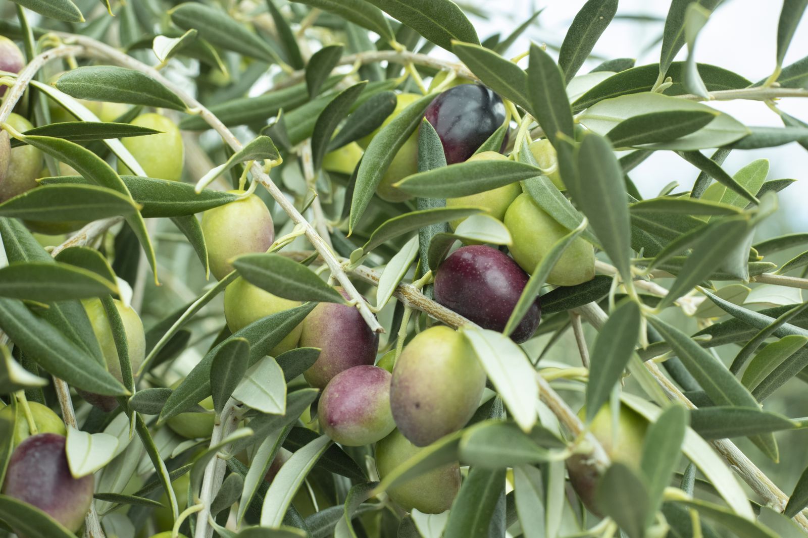 El fruto del olivar.