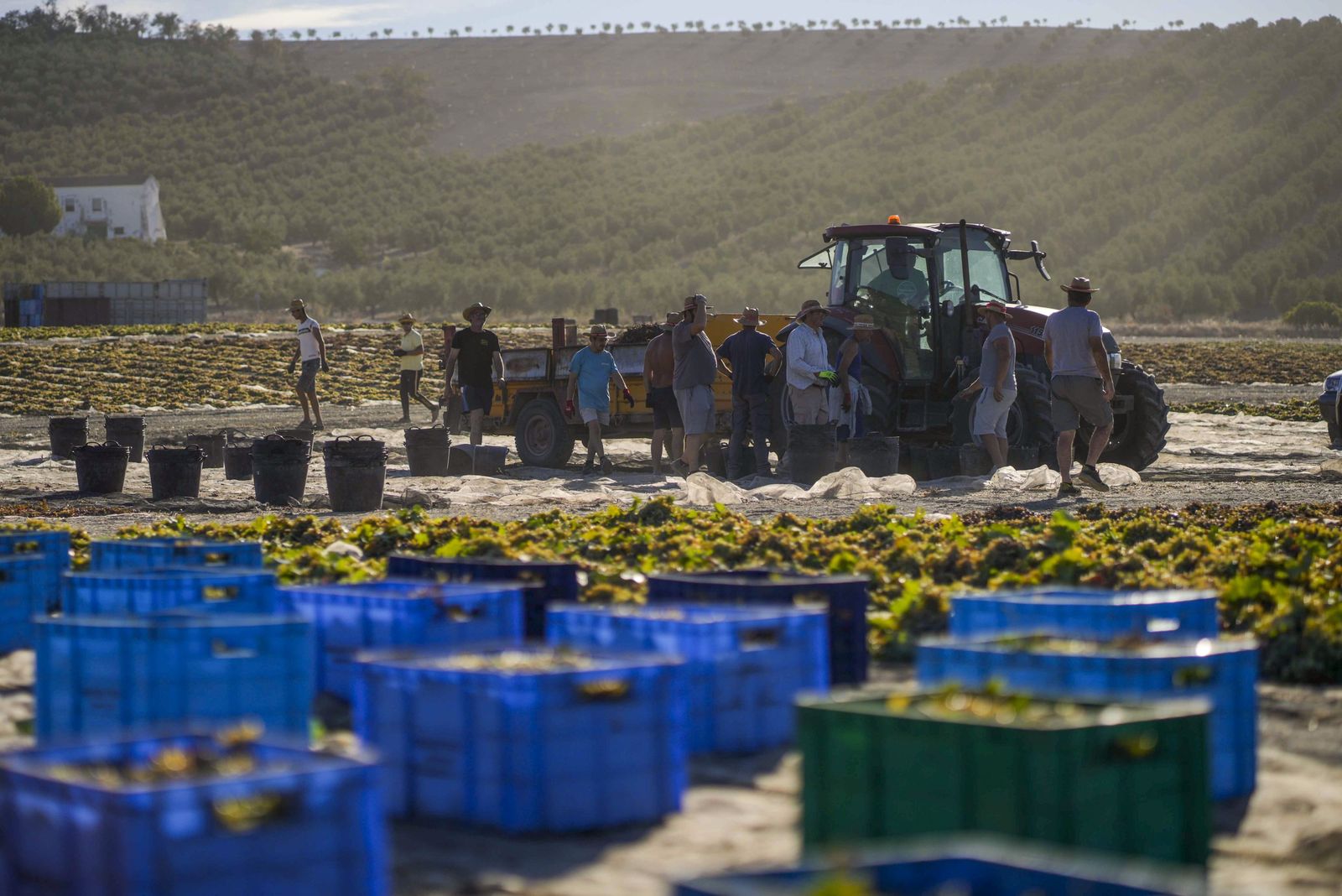 Recogida de la uva en el marco Montilla-Moriles.