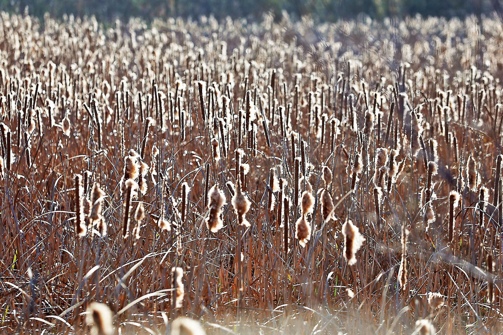 Las imágenes más destacadas del viernes 2 de febrero en Huelva