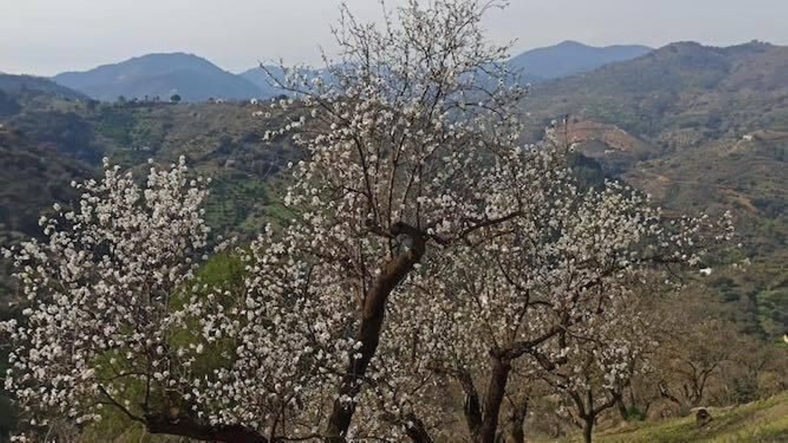 Uno de los almendros en la ruta de Guaro.