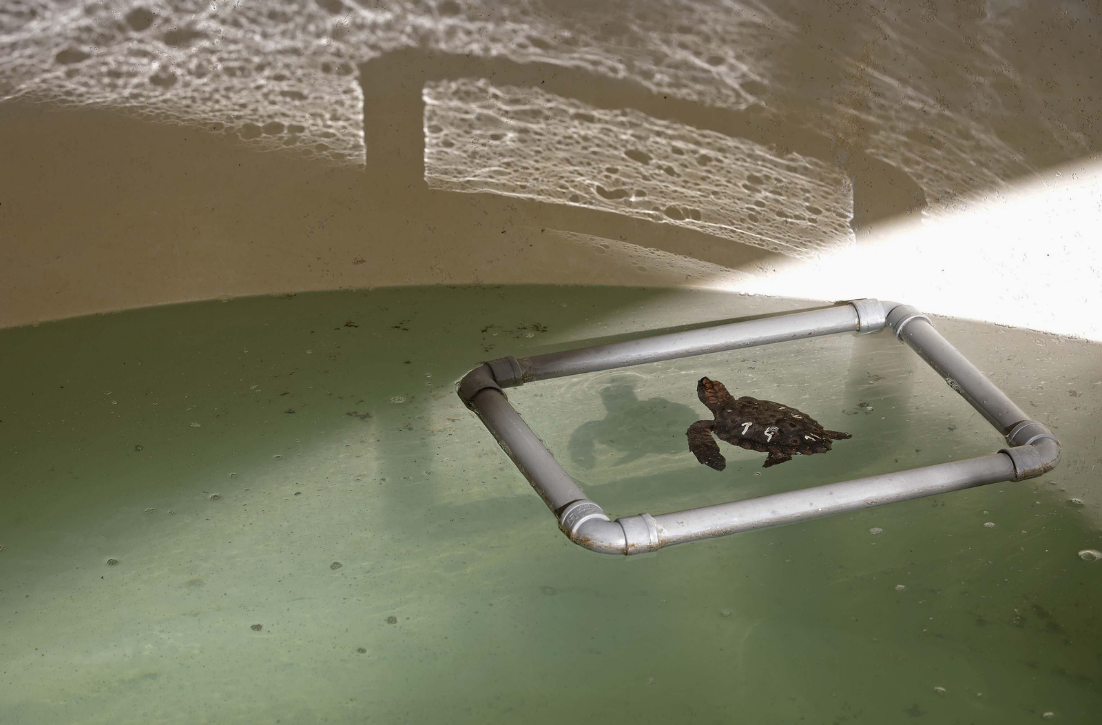 El Centro de Gestión del Medio Marino Andaluz (CEGMA) de Algeciras, en imágenes