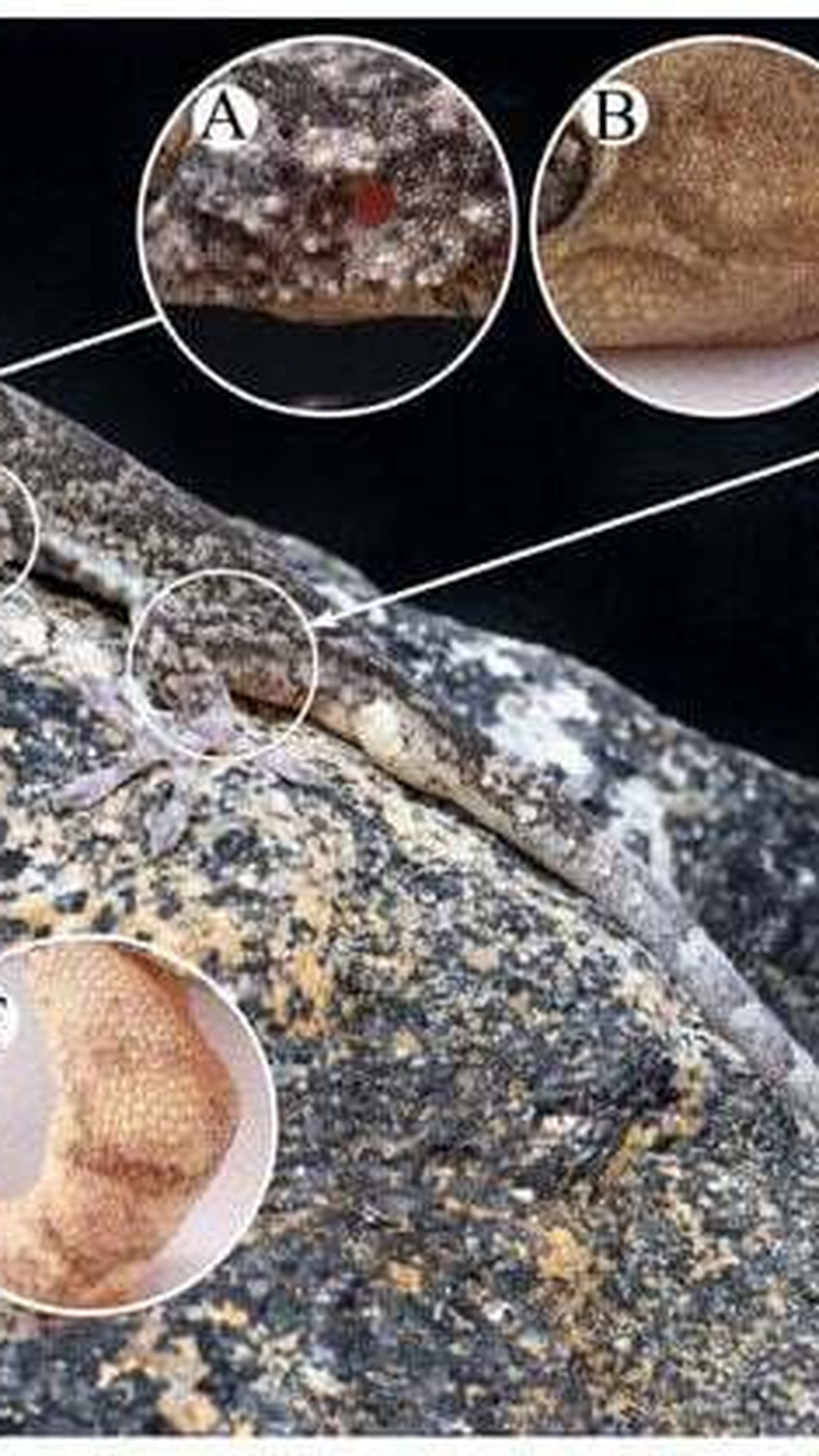 Extracto de la revista 'Animals'