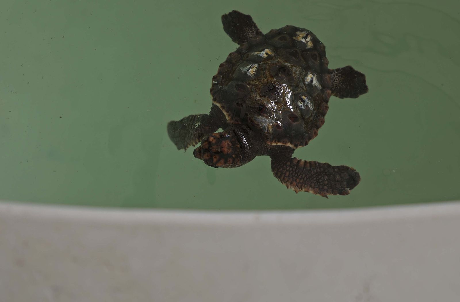 El Centro de Gestión del Medio Marino Andaluz (CEGMA) de Algeciras, en imágenes