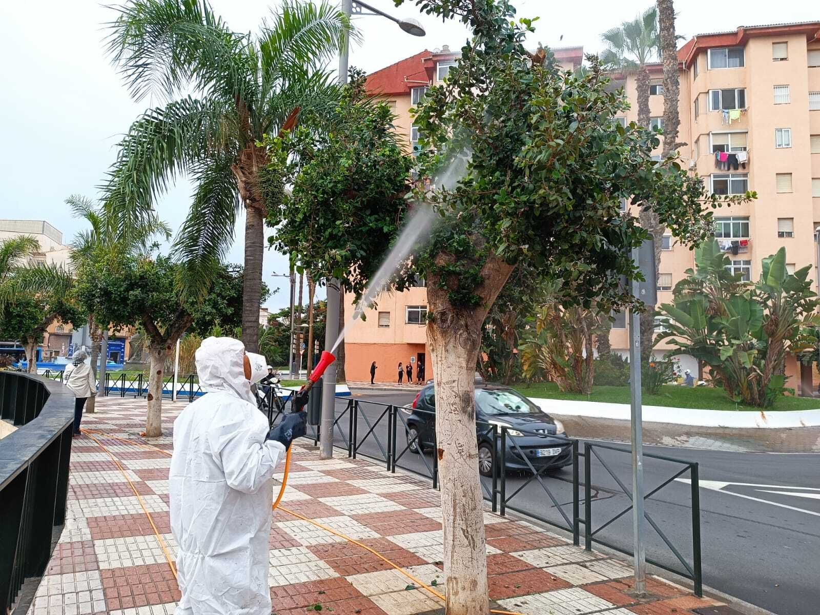 Almuñécar combate con ozono la plaga que afecta a los ficus de la ciudad