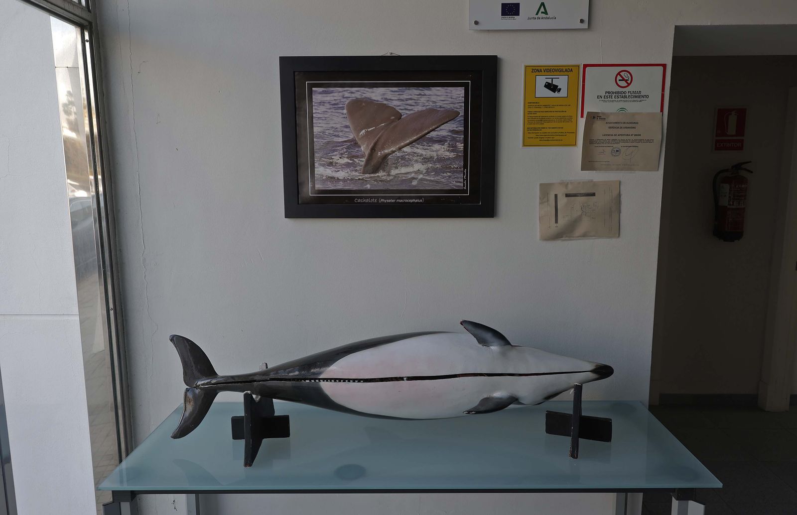 El Centro de Gestión del Medio Marino Andaluz (CEGMA) de Algeciras, en imágenes