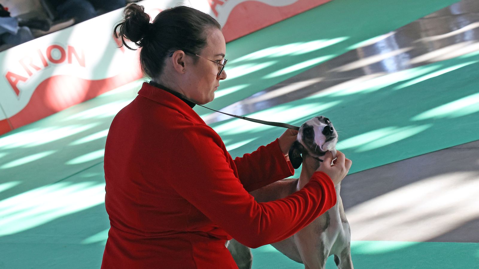 Imágenes de la 49ª edición de la Exposición Nacional Canina y la 25ª edición de la Exposición Internacional Canina en IFECA Jerez