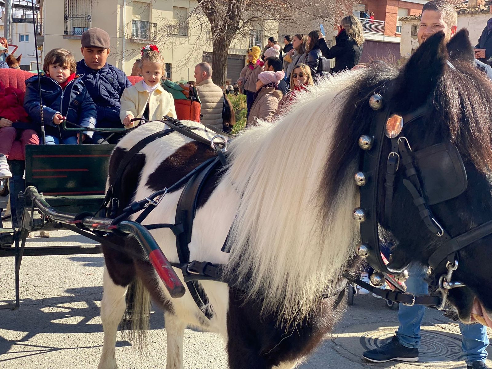 San Antón en Guadix: afluencia masiva, comida y vino gratis, procesión y bendición de animales