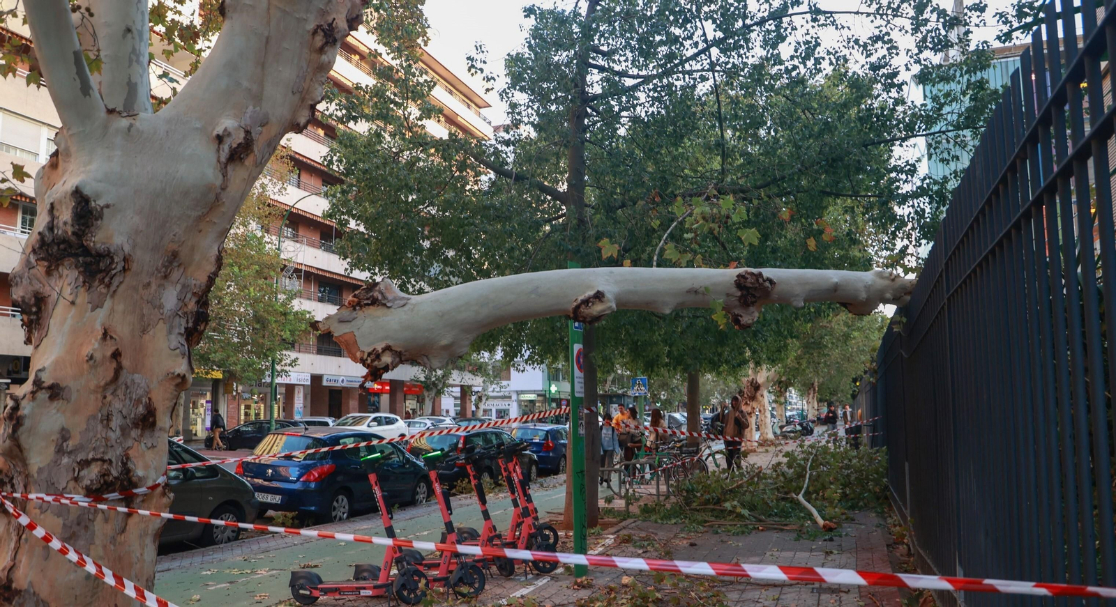 La rama de un árbol de gran porte caída en Reina Mercedes por la borrasca.