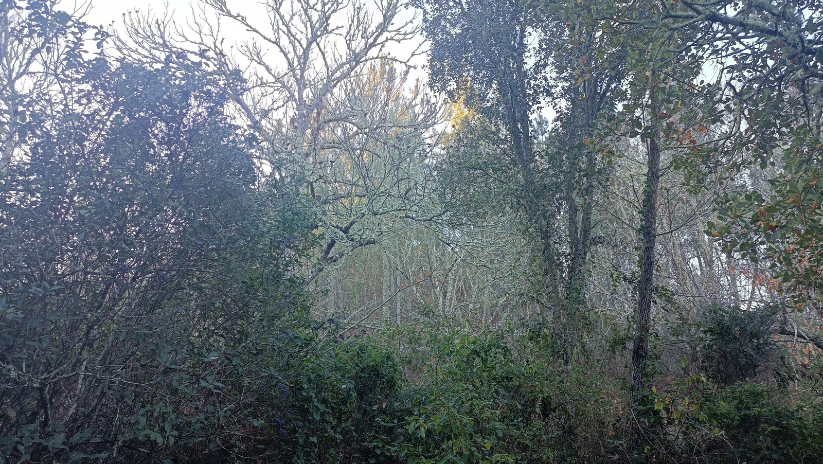 La densa vegetación que nos acompaña durante el recorrido.