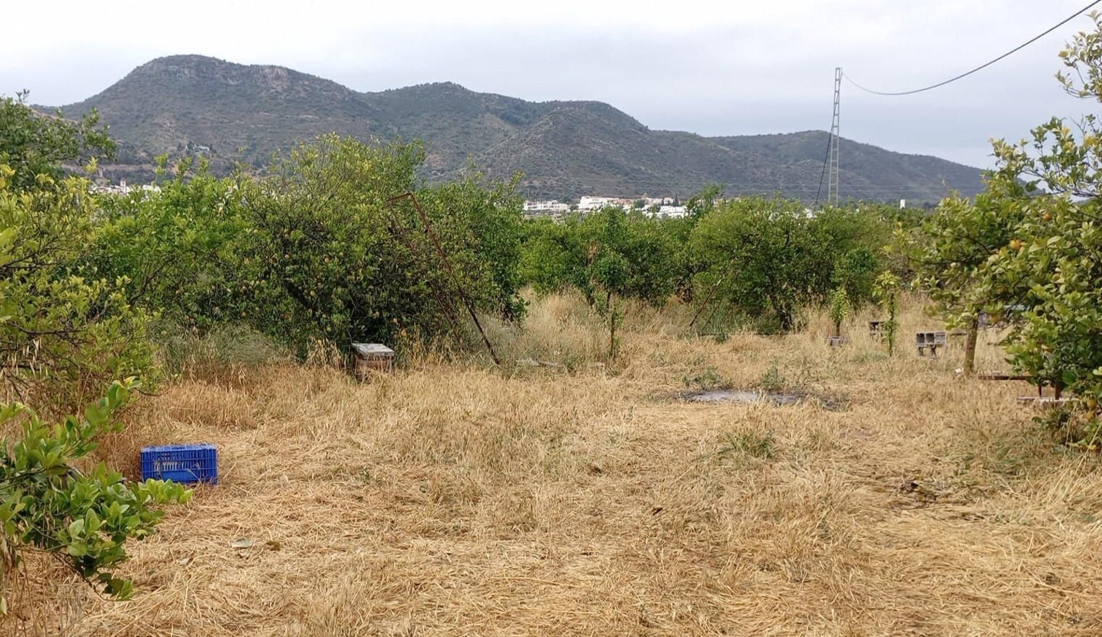 Cultivos afectados por la sequía en el Valle del Guadalhorce.