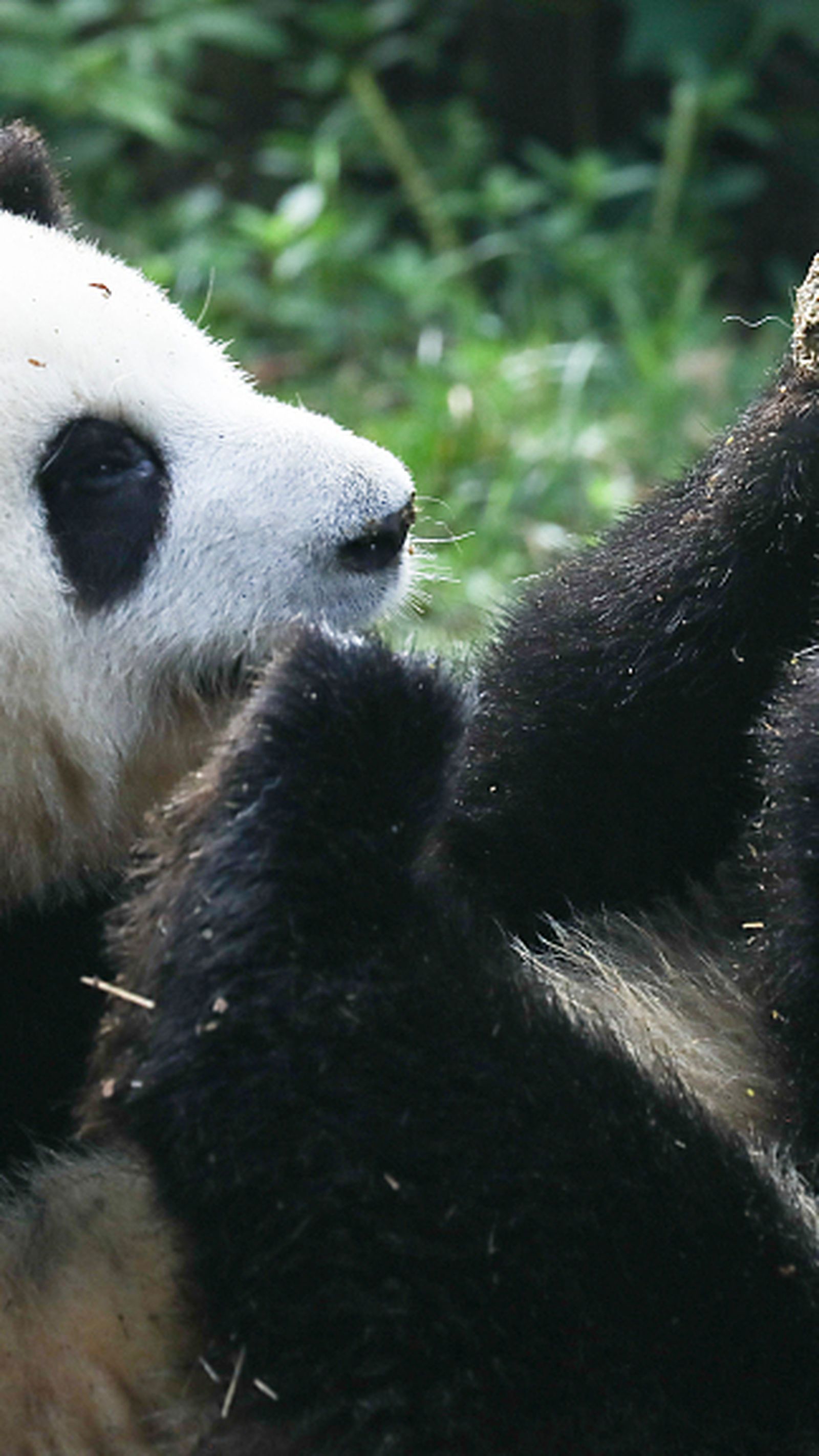 El panda He We juega con su hermano