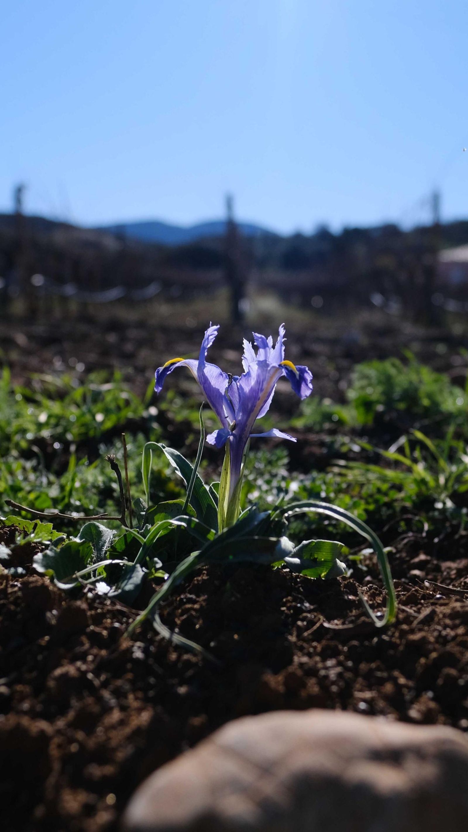 Detalle de una flor silvestre.