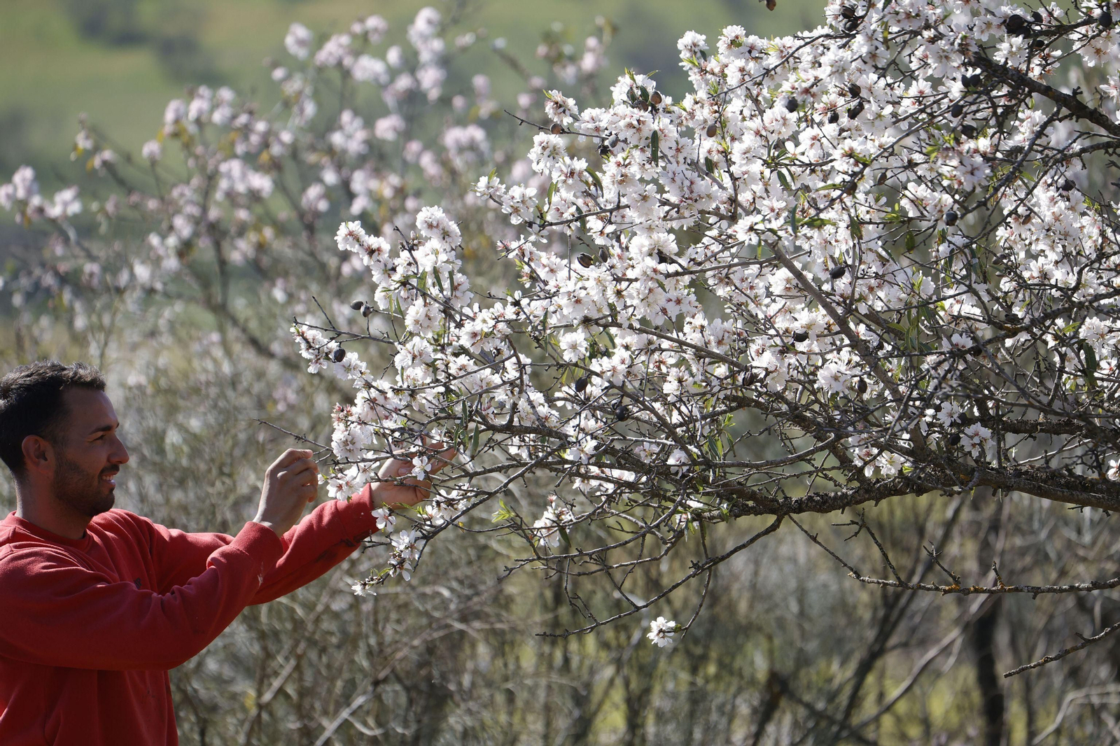 Almendros en flor en Córdoba.
