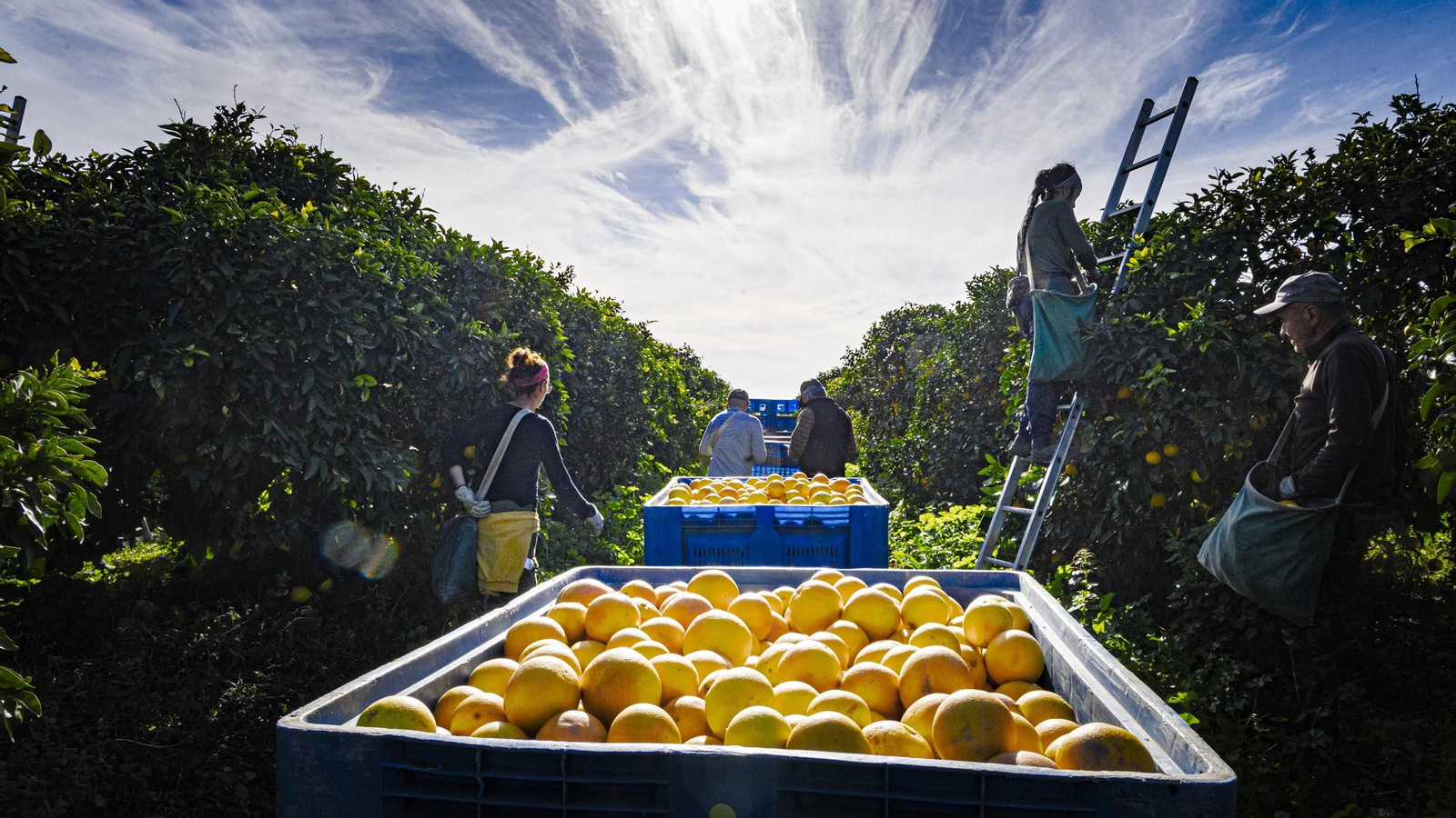 Pomelos de Vejer,Recogida de pomelos en la finca Las Lomas, una explotación agrícola e industrial de alto nivel que abarca gran parte del término de Vejer pero que llega también a otros municipios de La Janda.