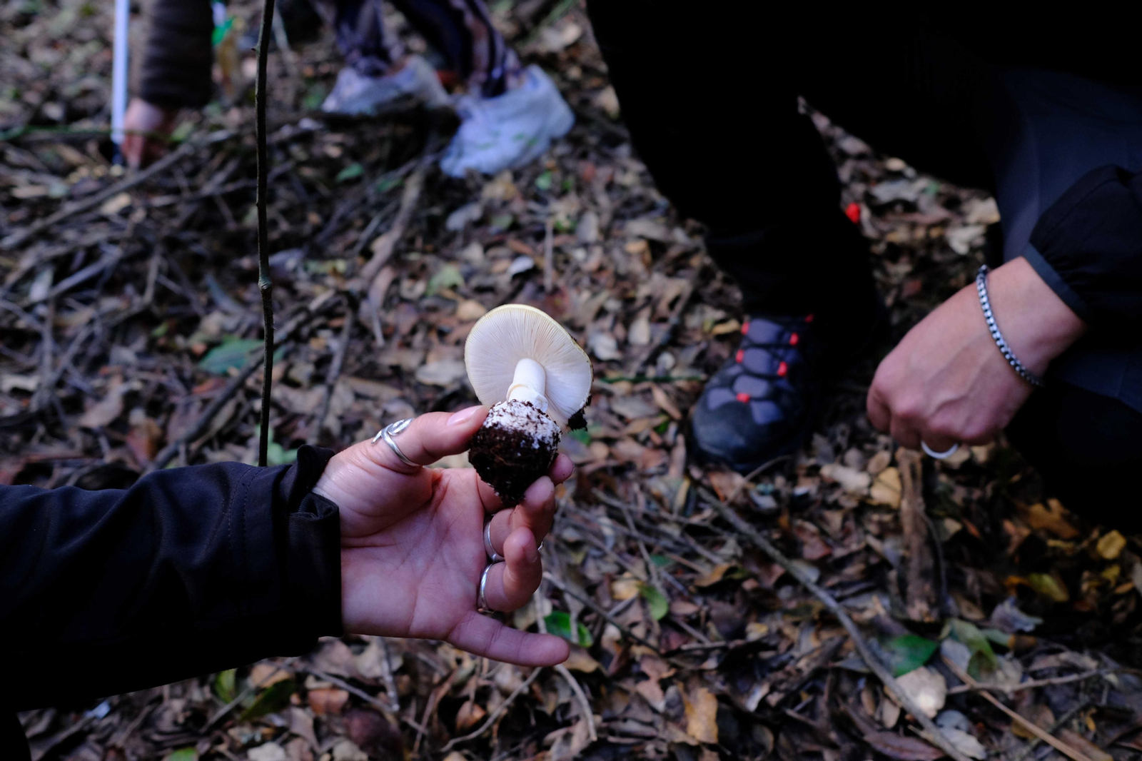 Las setas deben sacarse completas para facilitar su identificación.