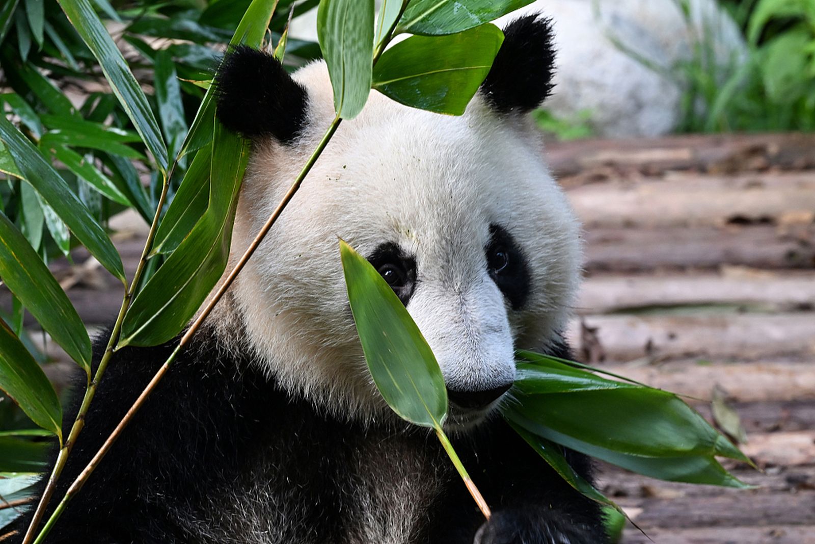 Un famoso panda de China resulta ser hembra y no macho 4 años después de su nacimiento