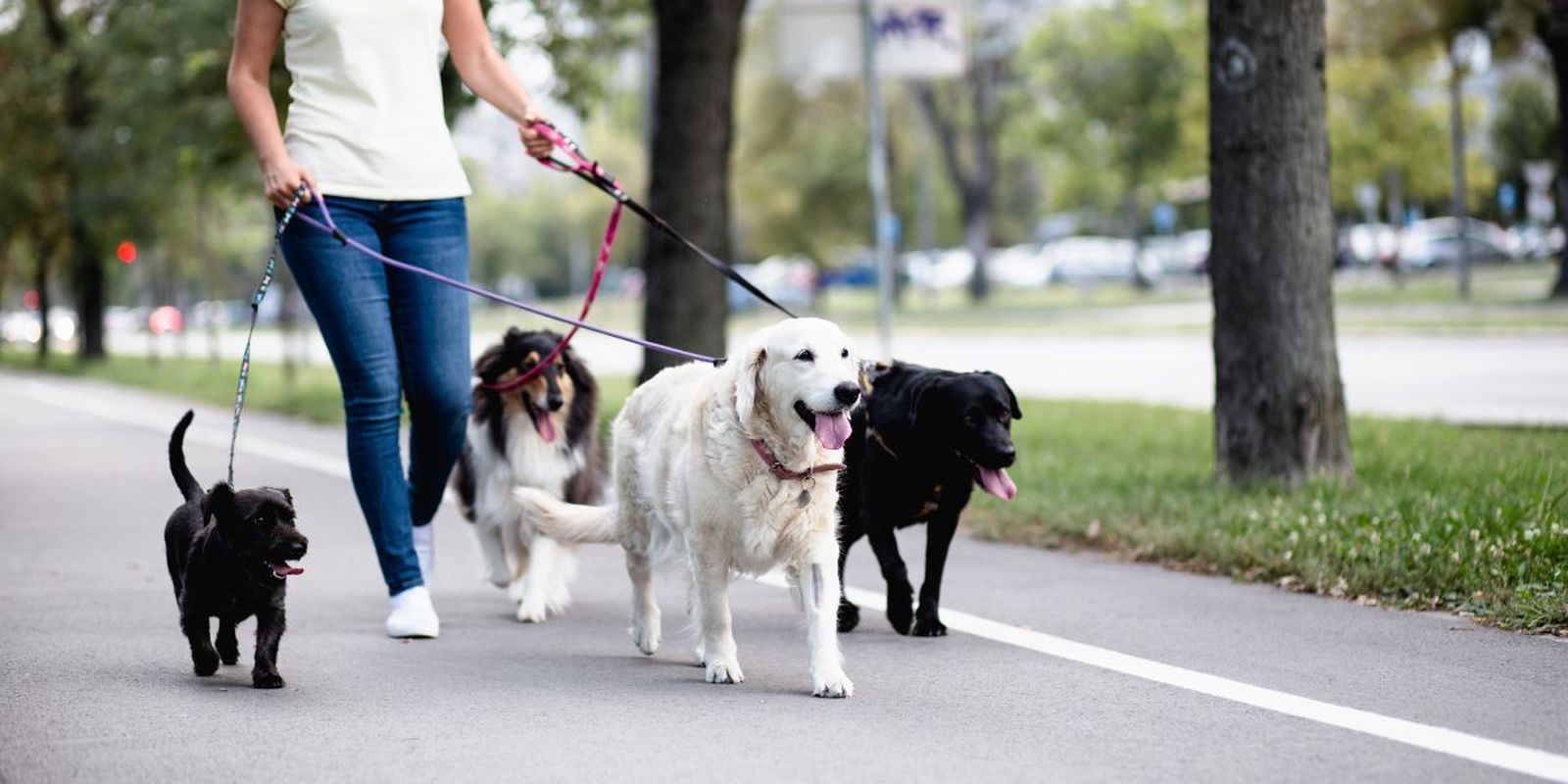 Cómo elegir al paseador de perros más indicado para tu mascota