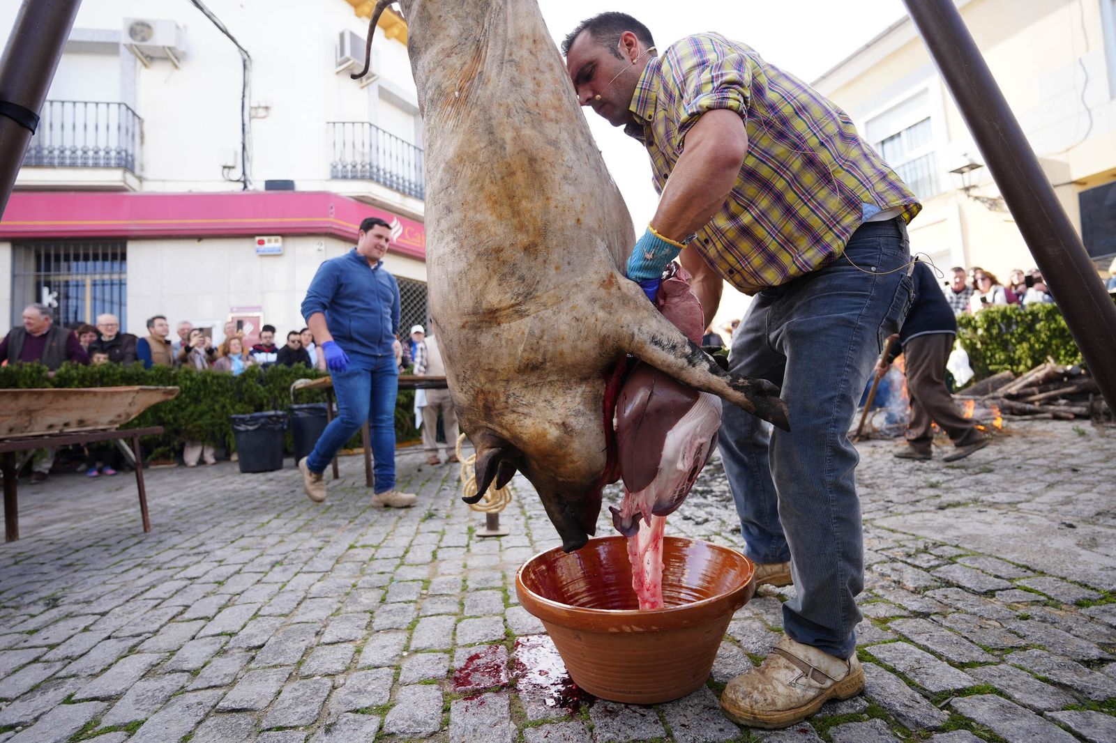 Alcaracejos celebra su Fiesta de la Matanza, en imágenes