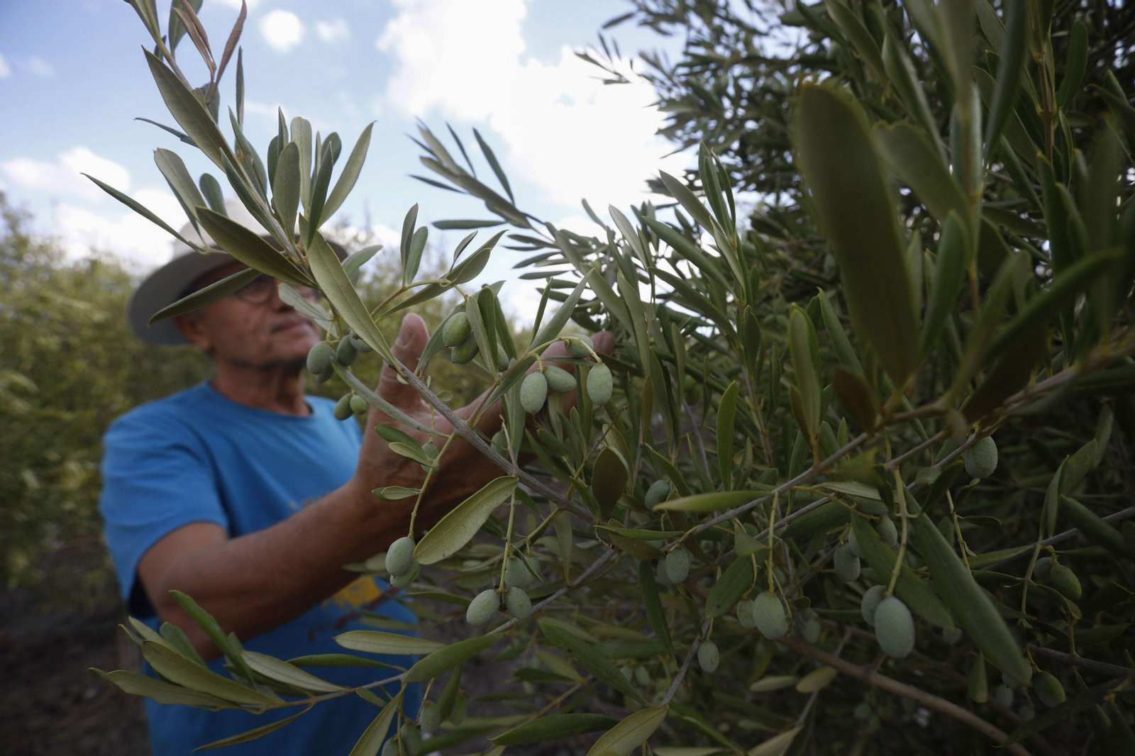 Un agricultor observa su cosecha de aceitunas en un olivar de regadío.