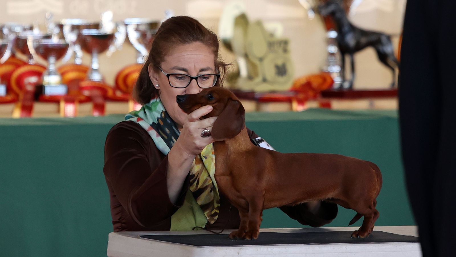Imágenes de la 49ª edición de la Exposición Nacional Canina y la 25ª edición de la Exposición Internacional Canina en IFECA Jerez