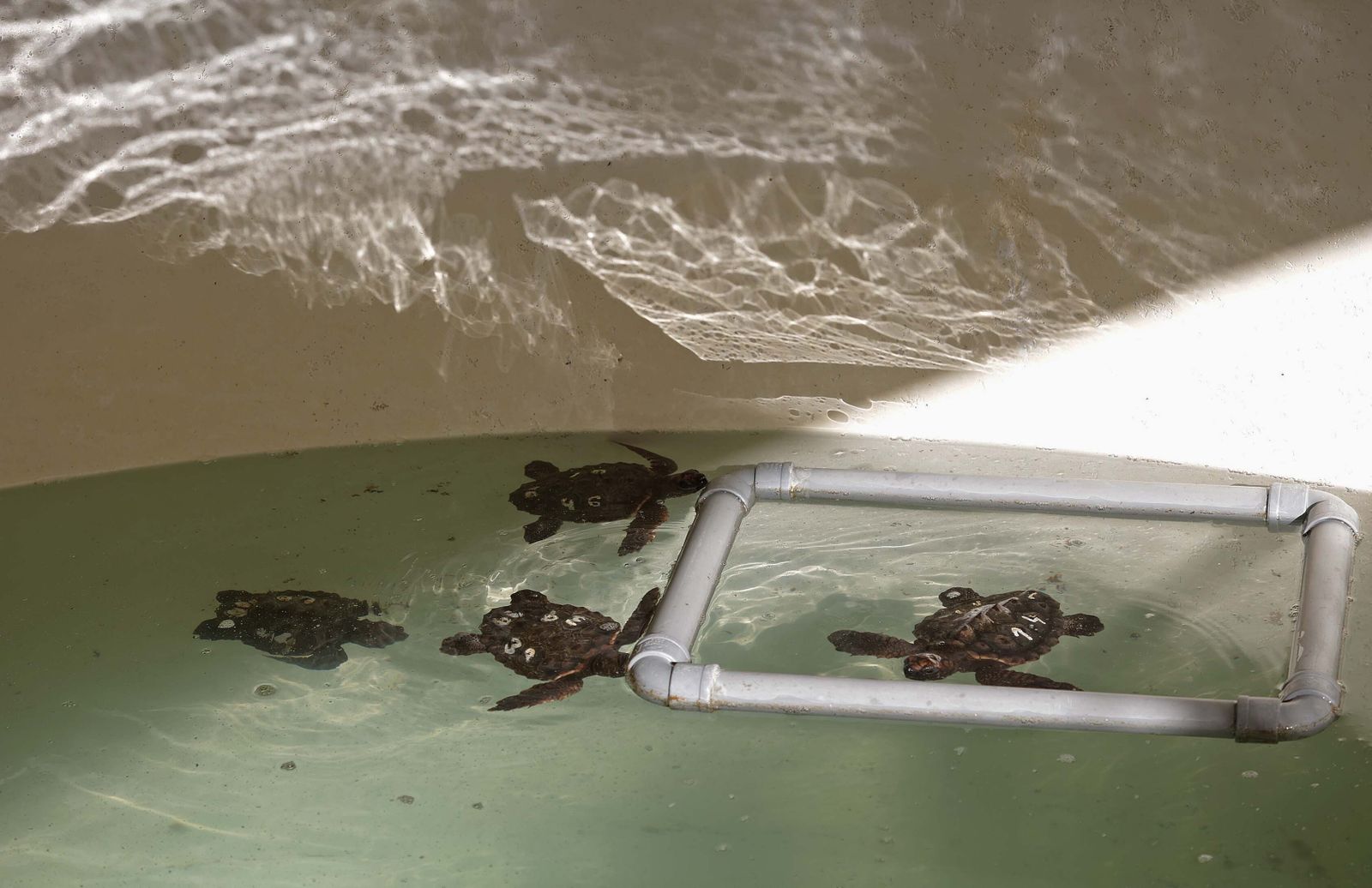 El Centro de Gestión del Medio Marino Andaluz (CEGMA) de Algeciras, en imágenes