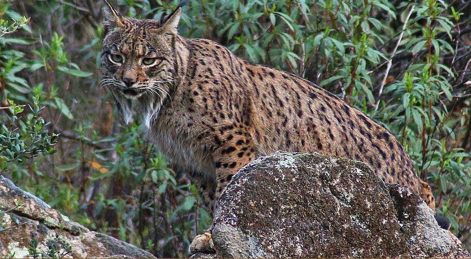 El Parque Natural Sierra de Andújar es la casa del lince ibérico, en peligro de extinción.