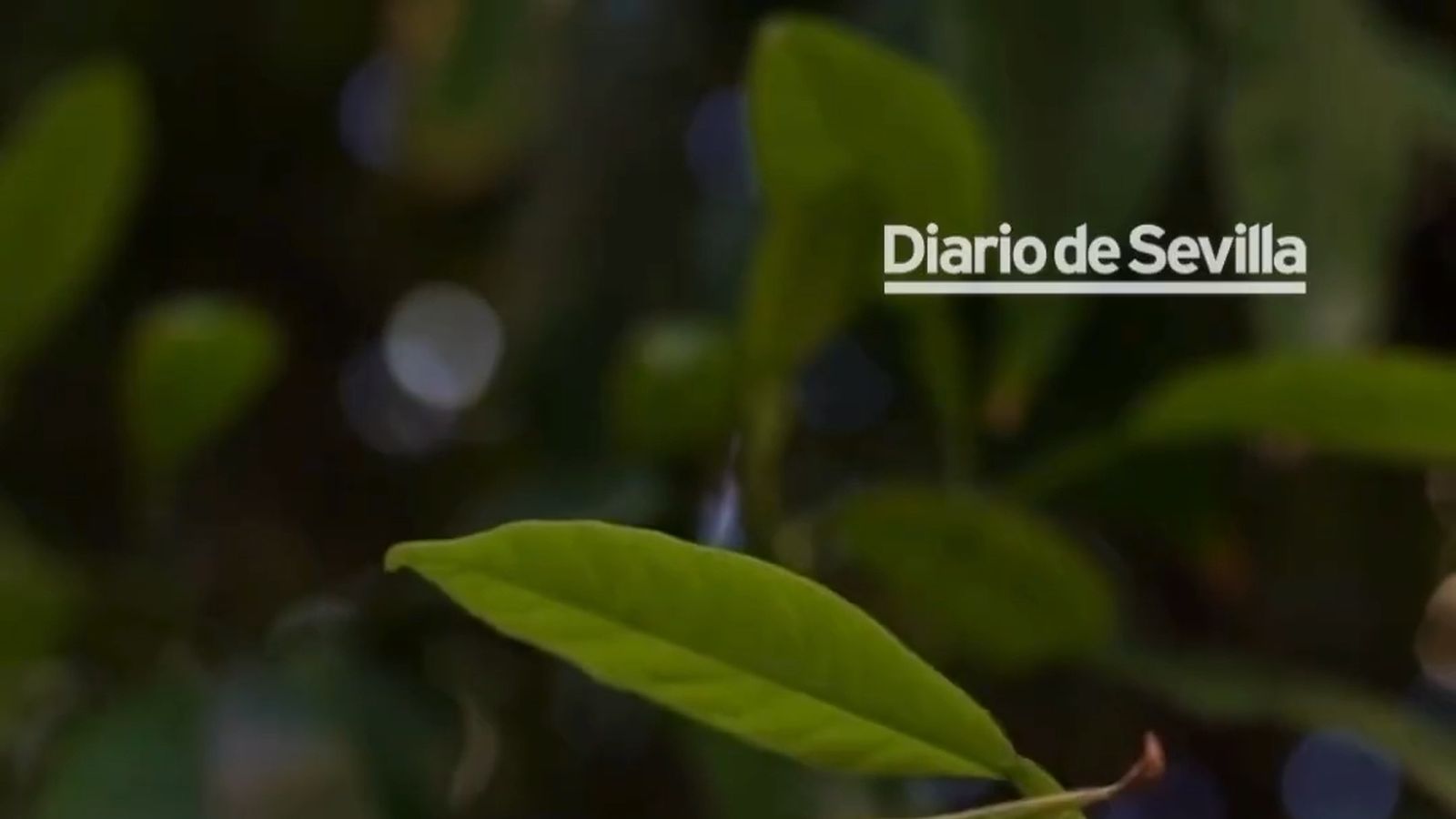 Video 4