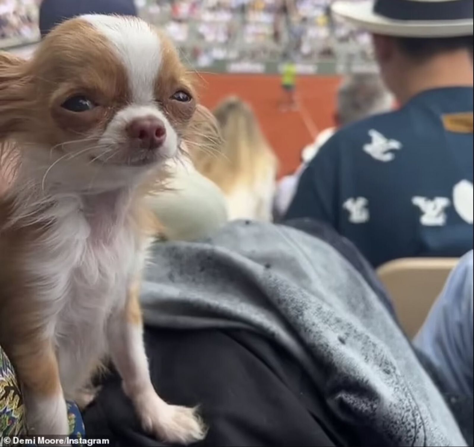 PIlaf en un partido de tenis, llevado por su dueña