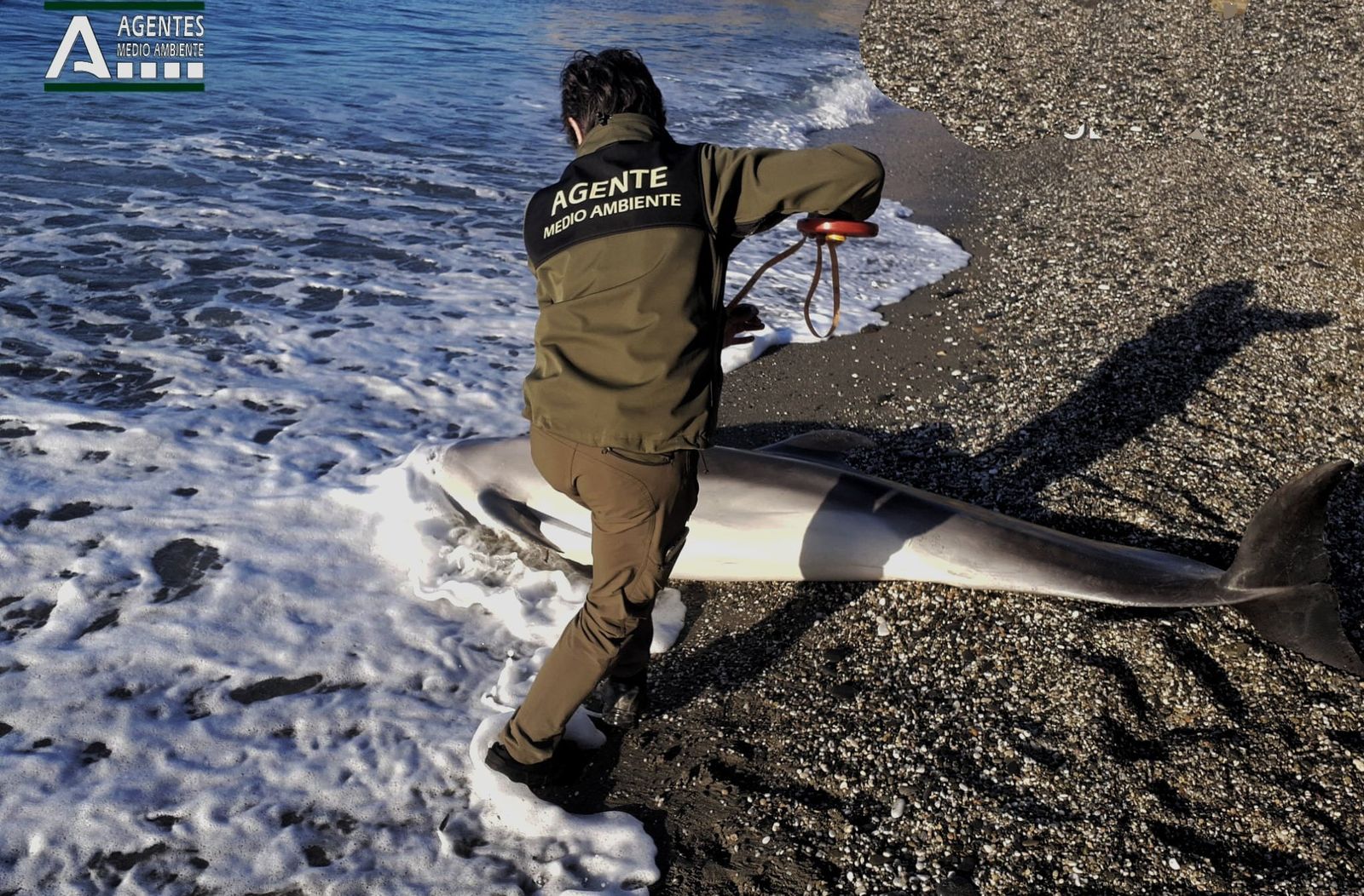 Un agente de Medio Ambiente de la Junta atendiendo al delfín varado
