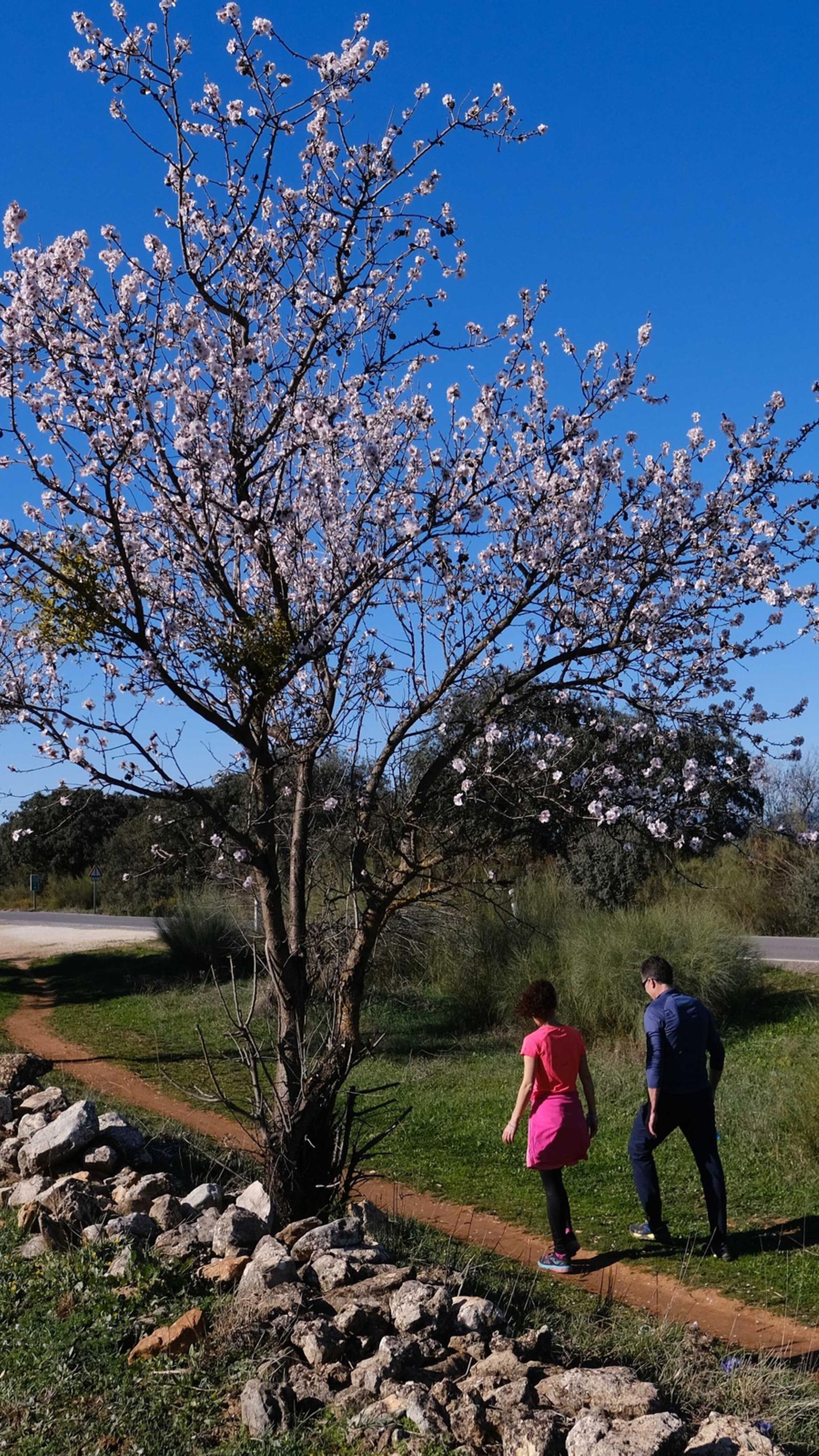 Los almendros de variedades más tempranas ya están en floración.