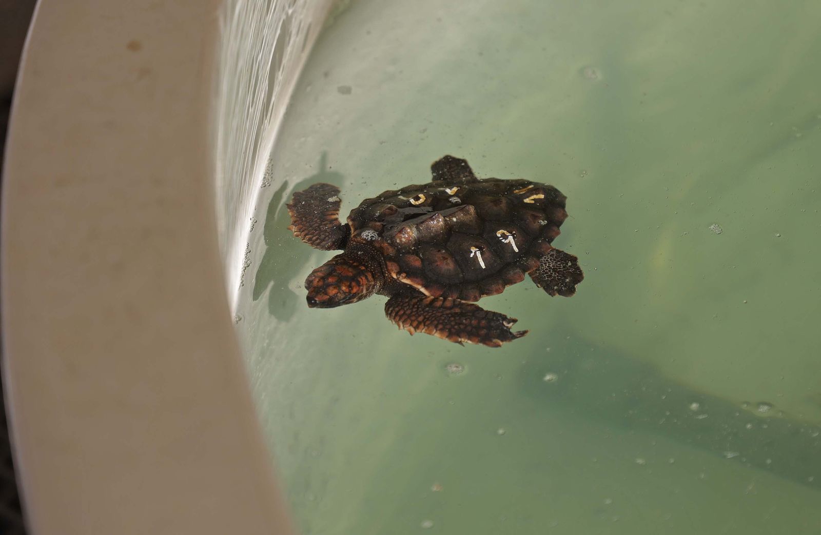 El Centro de Gestión del Medio Marino Andaluz (CEGMA) de Algeciras, en imágenes