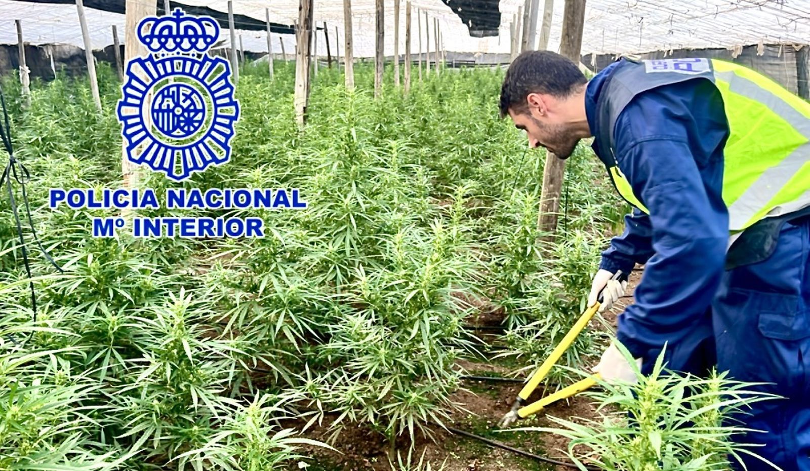 Uno de los invernaderos de marihuana.