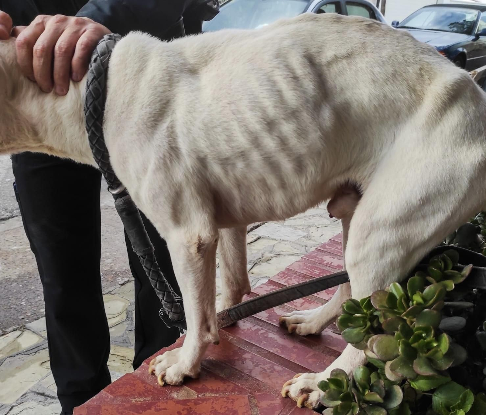 El perro rescatado por la Policía Local de Marbella.