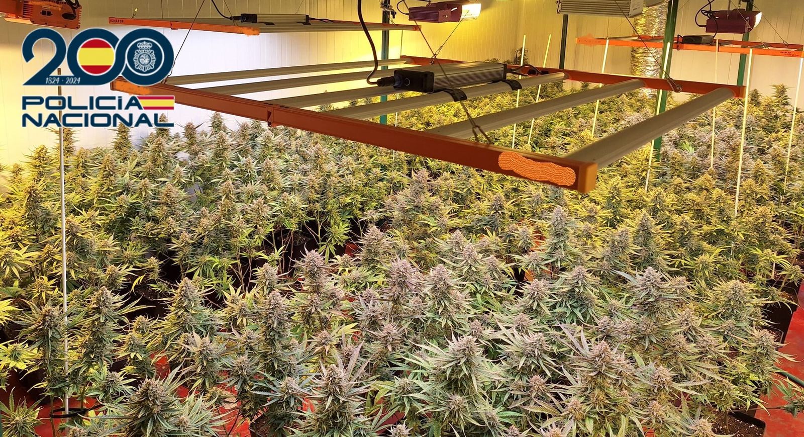 Marihuana intervenida por la Policía Nacional en Córdoba.