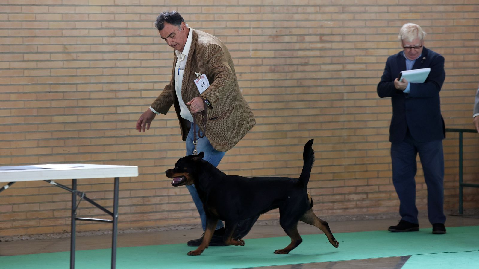 Imágenes de la 49ª edición de la Exposición Nacional Canina y la 25ª edición de la Exposición Internacional Canina en IFECA Jerez