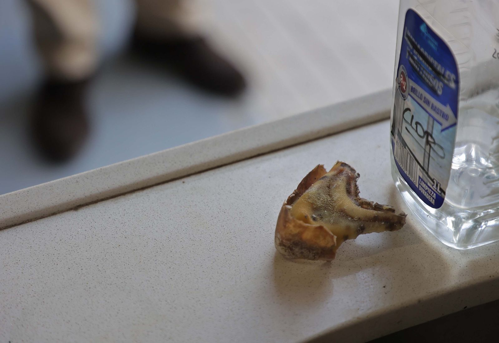 El Centro de Gestión del Medio Marino Andaluz (CEGMA) de Algeciras, en imágenes