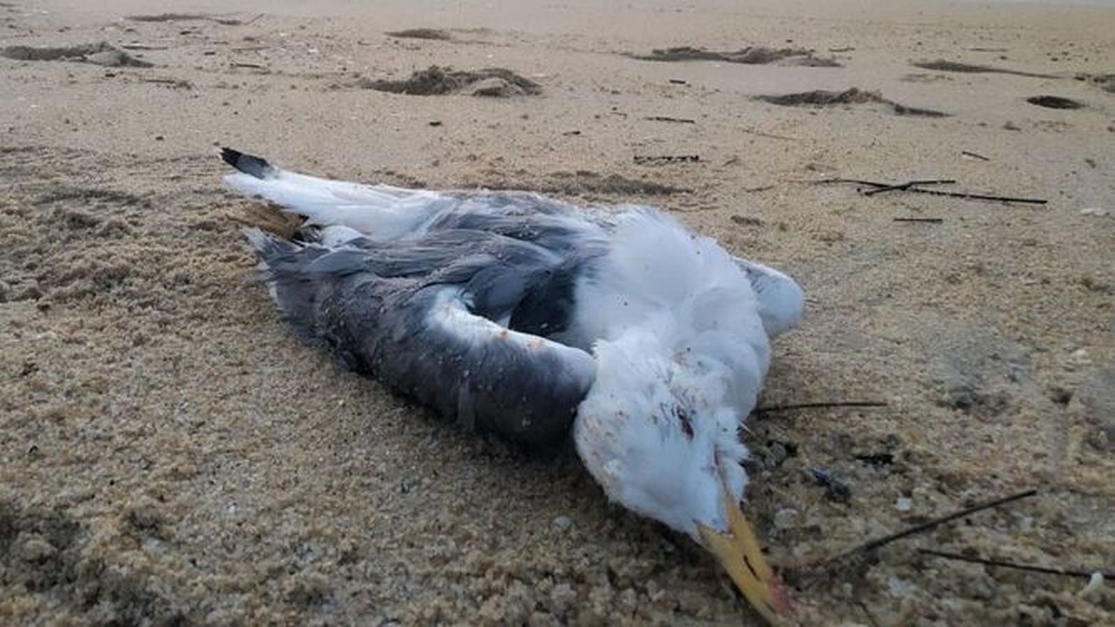 Ave muerta en una playa almeriense