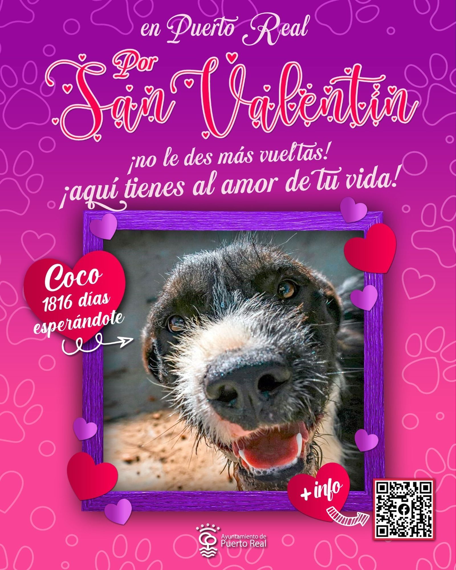 Mascota a la espera de ser adoptada