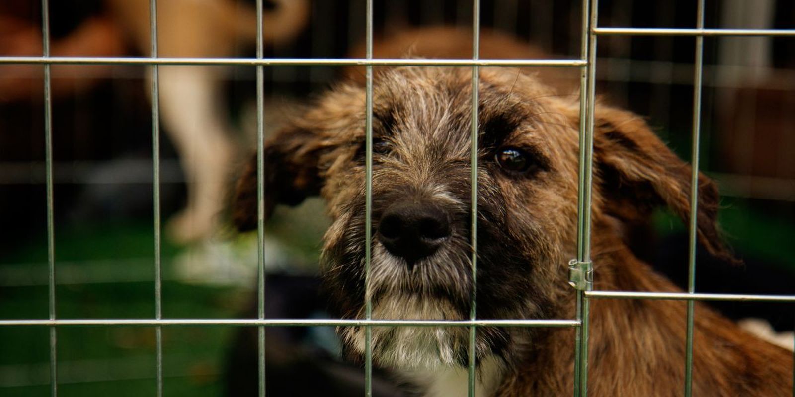 ¿Estás pensando en adoptar un perro? Descubre si es un buena opción para ti