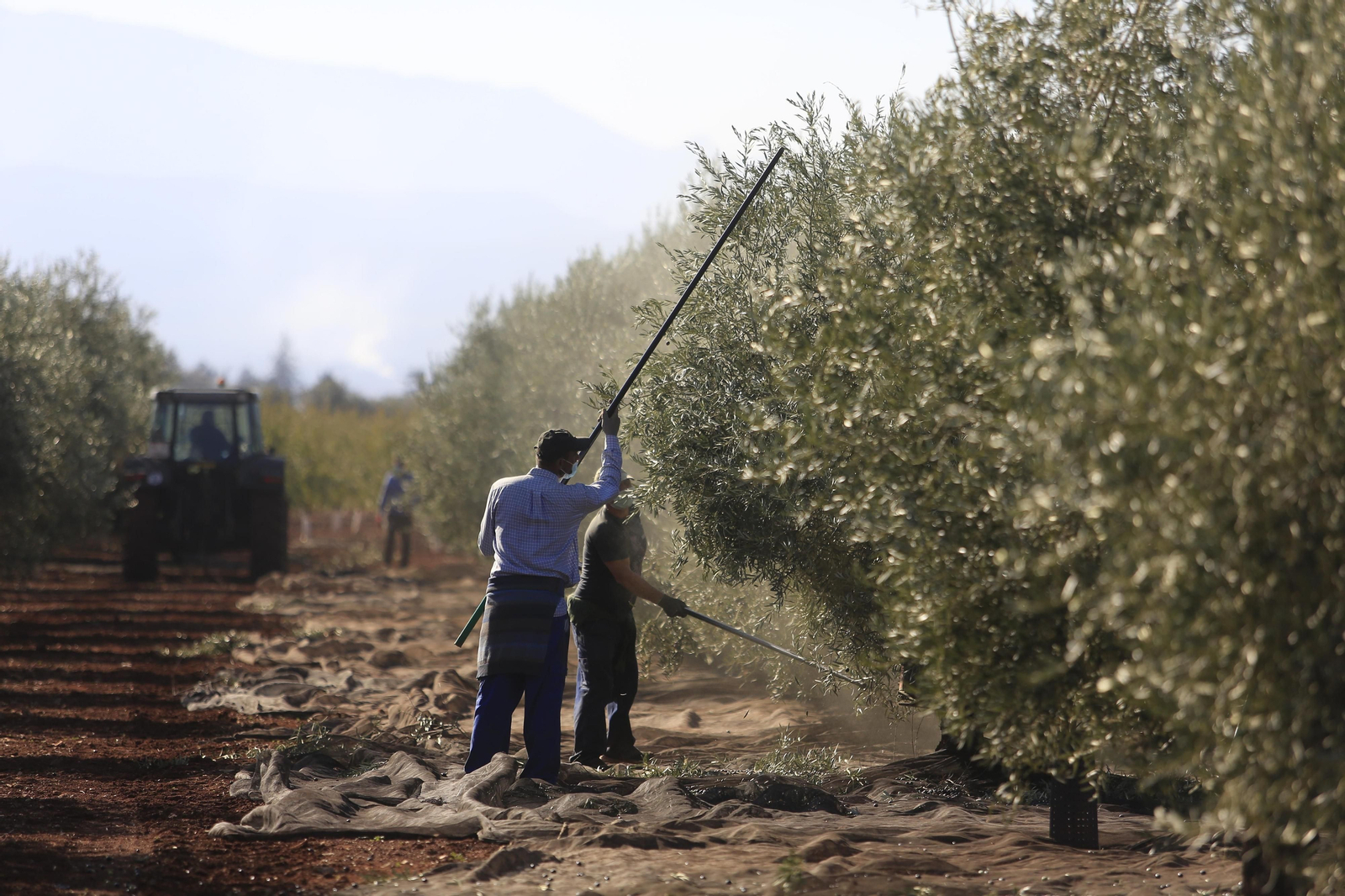 Recogida de aceituna en un olivar.