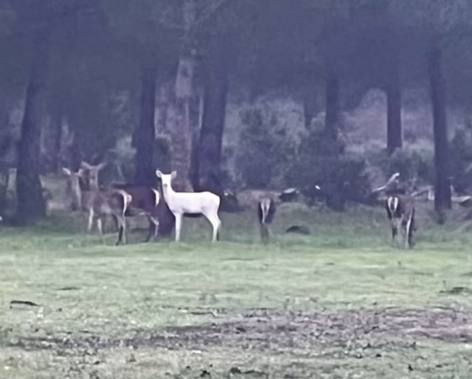 Algo insólito: Aparece un extraordinario ciervo albino en Doñana