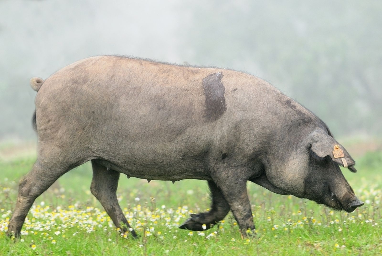 Un cerdo ibérico en la provincia de Huelva.