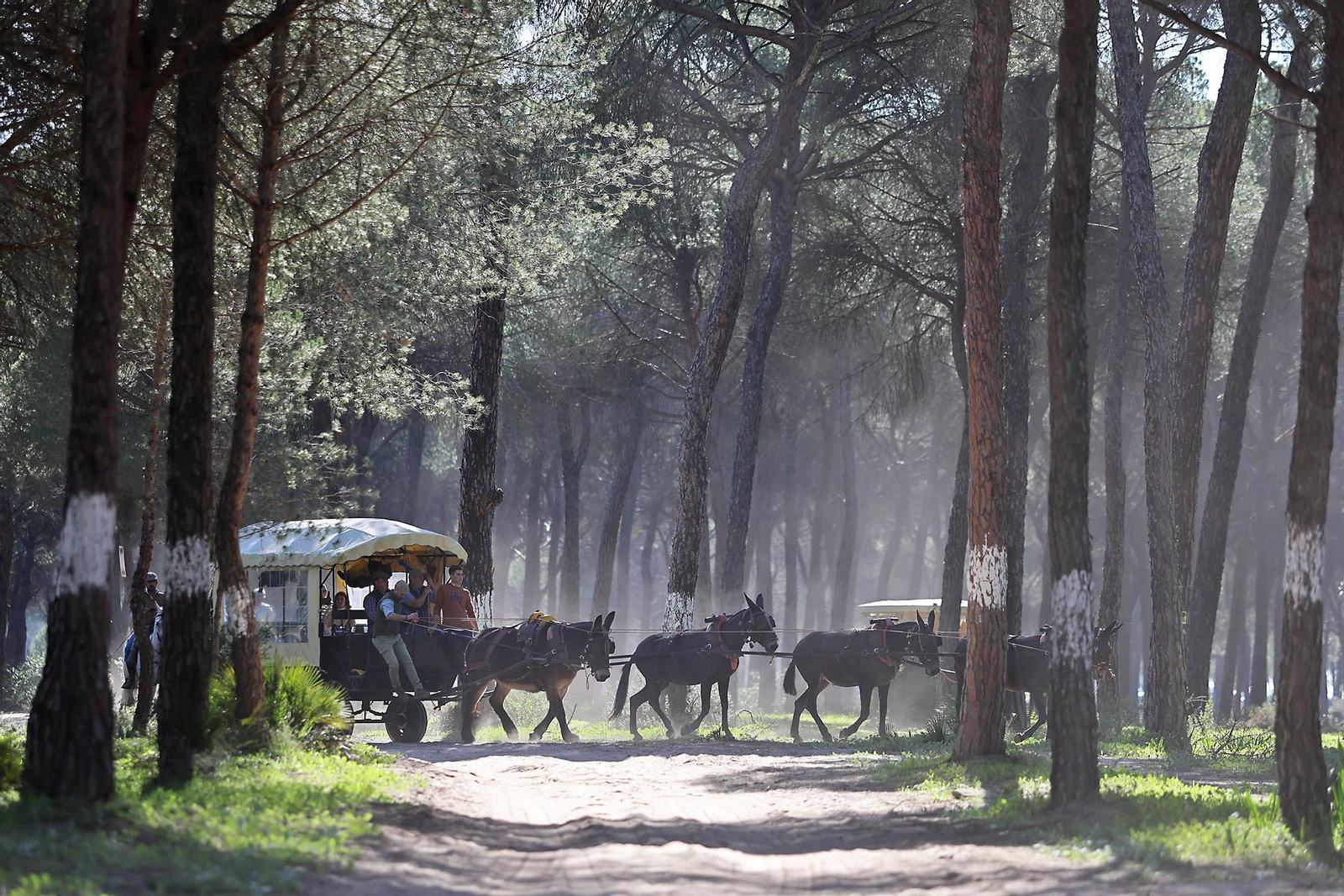Candelaria 2024: Imágenes de la multitudinaria convivencia en el Pastorcito