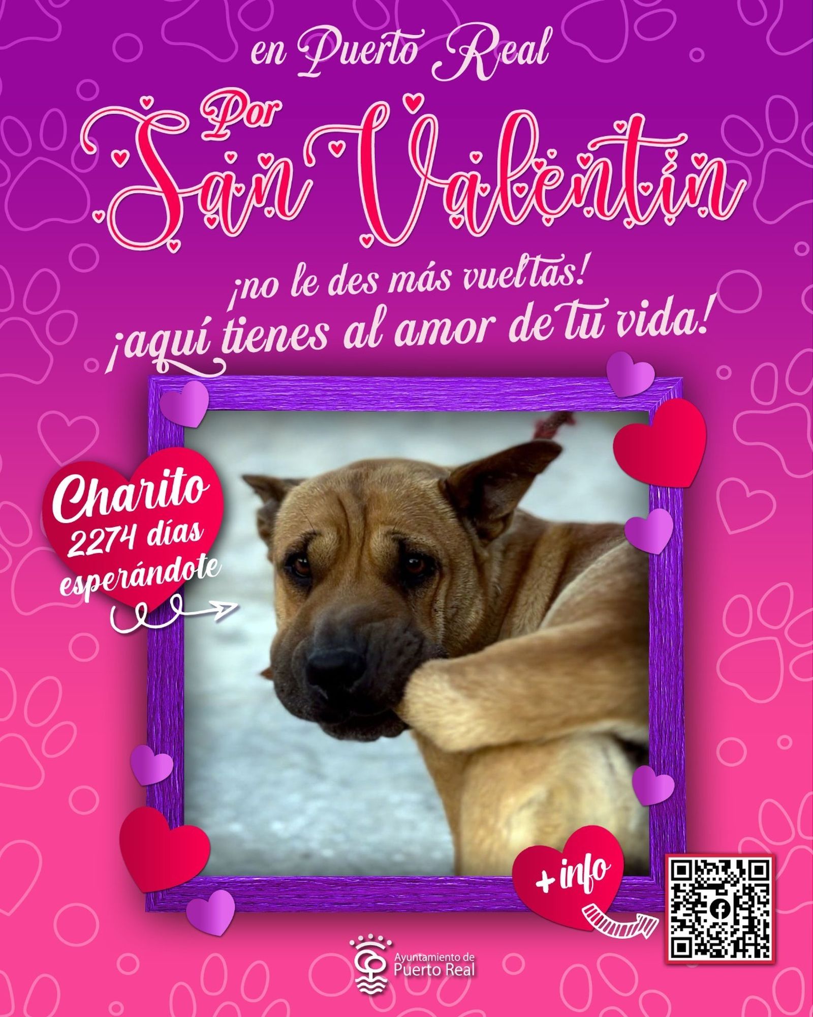 Mascota a la espera de ser adoptada