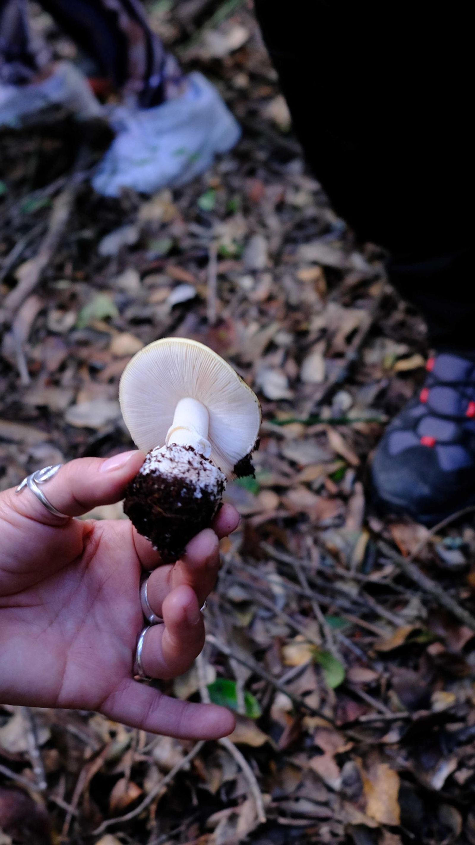 La extracción tiene que ser completa para evitar enfermedades y facilitar la identificación.