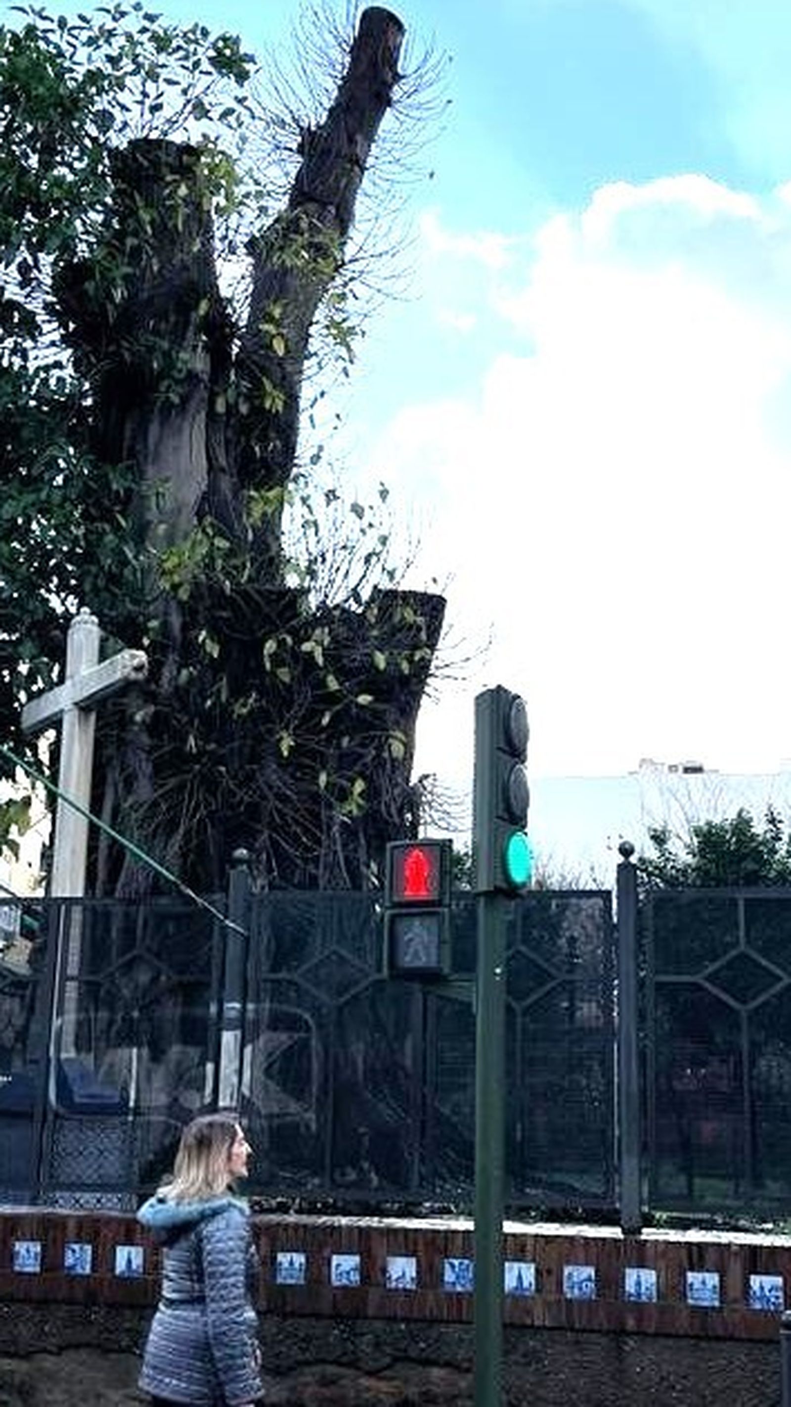 Nueva concentración ciudadana este martes en defensa del ficus de San Jacinto