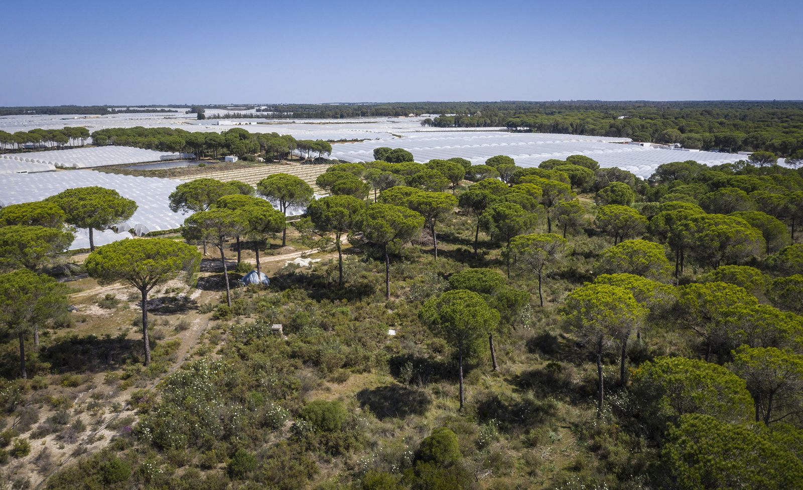 Vista aérea de explotaciones freseras de la provincia de Huelva rodeadas de pinares no declarados como zonas de regadío y cultivables.