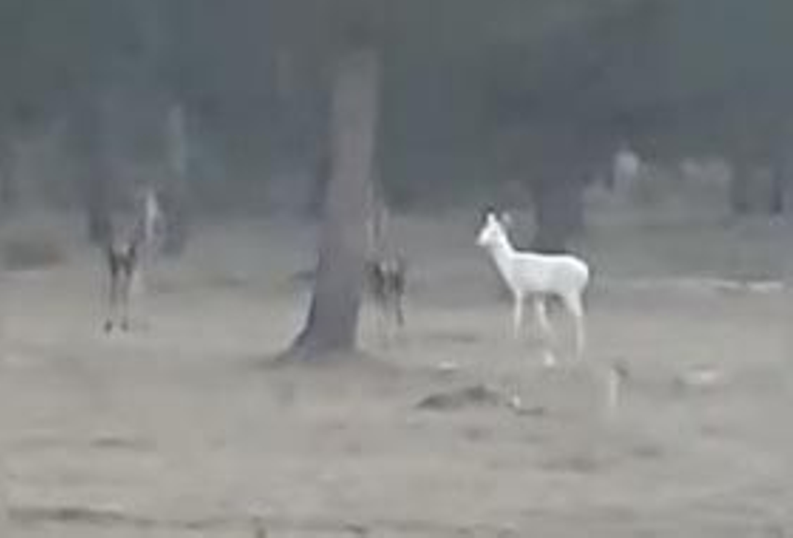 Avistan un ciervo albino en Doñana, una rareza del mundo animal