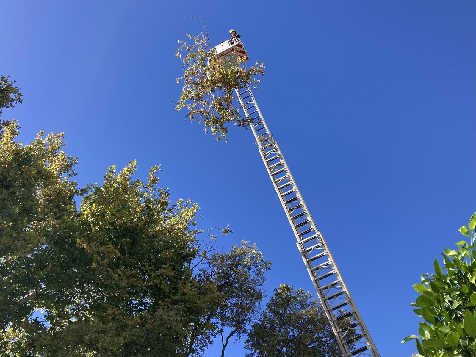 Bomberos y jardineros retiran ramas en peligro de caída en el centro de Ronda